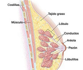 Cáncer de mama: lo que hay que saber